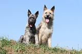 BOUVIER DES ARDENNES 062